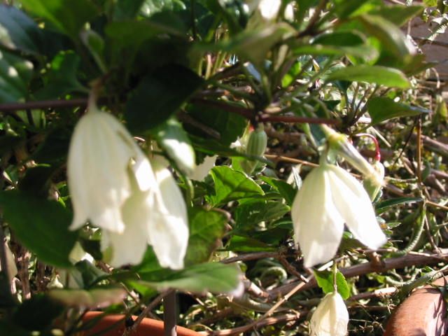 我が家の開花株