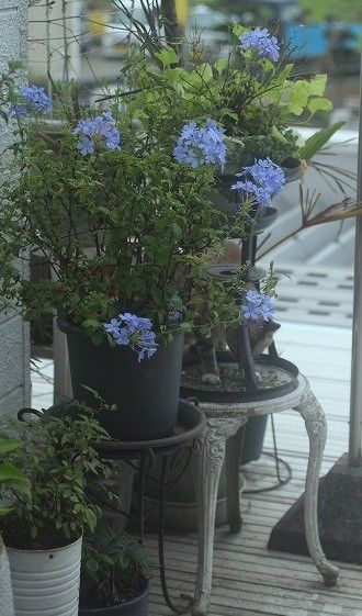 ベランダの花たち～*