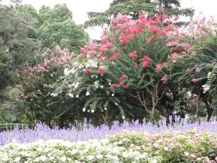 コスモス定植などなど