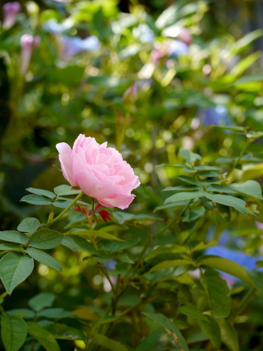 桜鏡