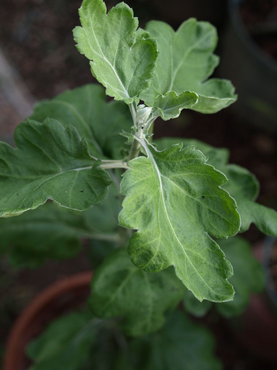 今年も、菊の季節