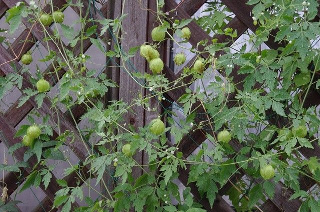 風船カズラの種収穫