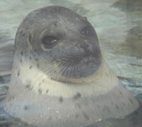 今日は花散歩ではなくて、海遊館散歩でした。