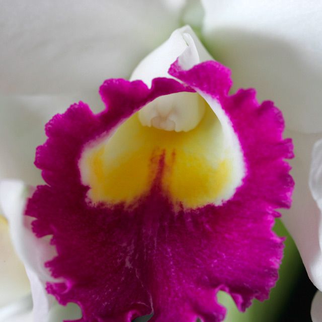 Rlc. Lovely Rouge &#039;Ace of Hearts&#0...