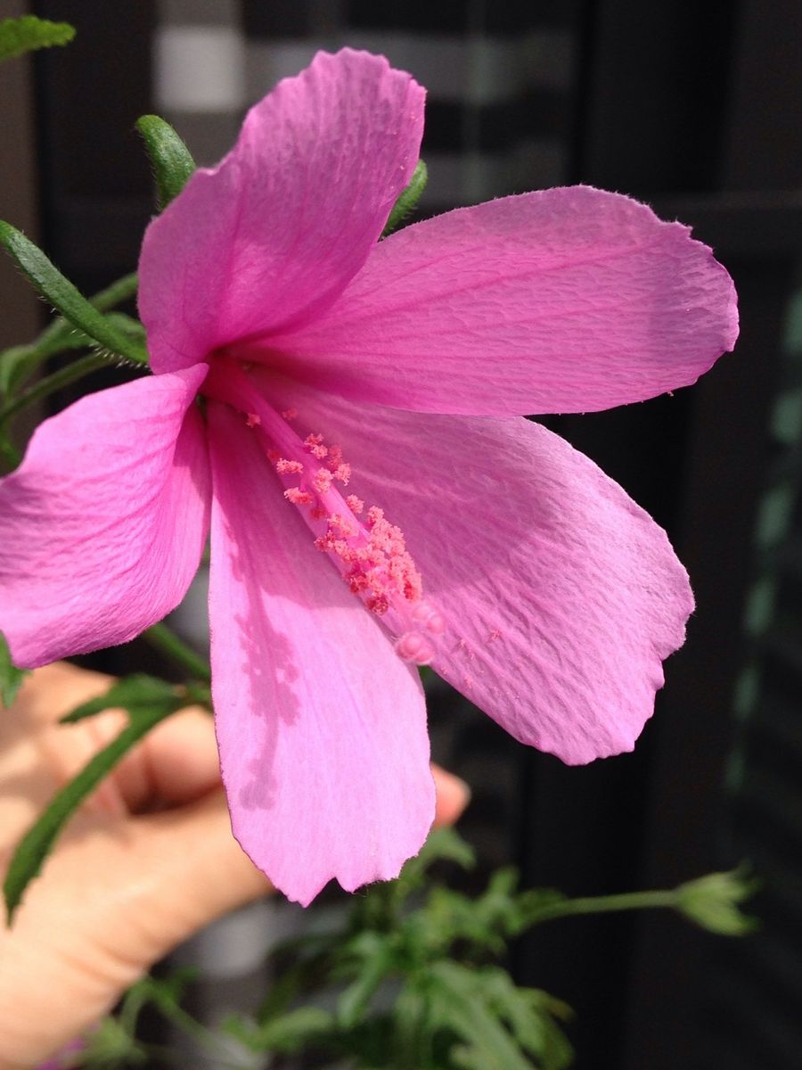 諸先輩方、これが、開花の 喜びですね😍