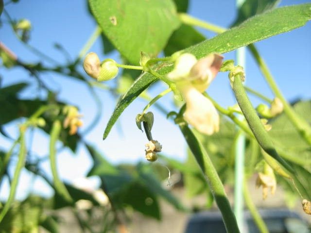 桑の木豆　順調