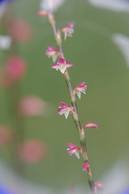 水引の花