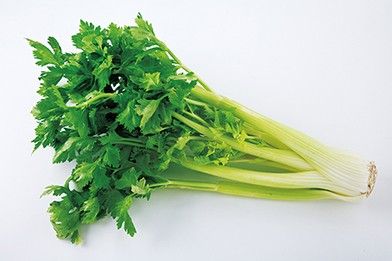 【植物図鑑】36種の野菜の情報を追加しました！