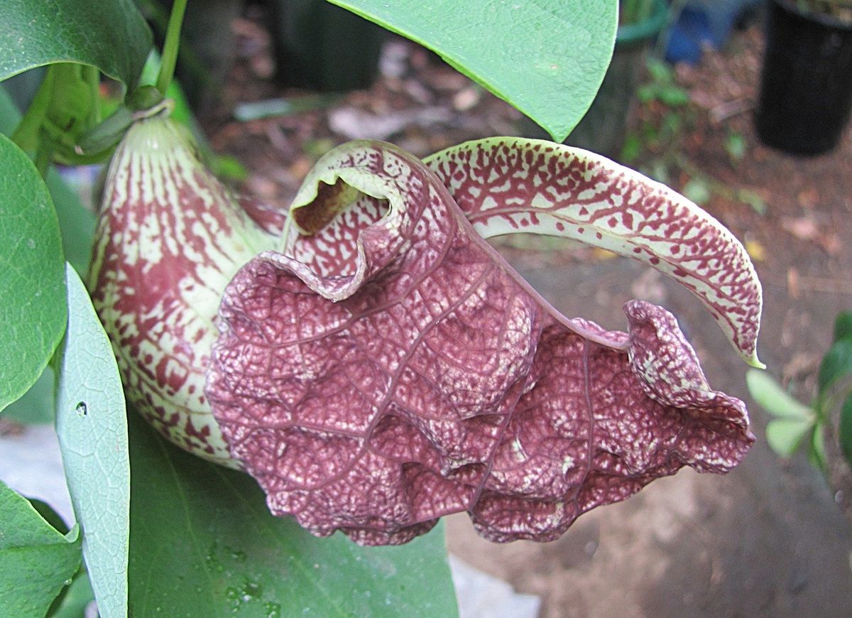 アリストロキアの花　③