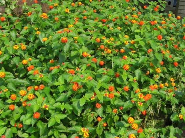 今年2度目の開花