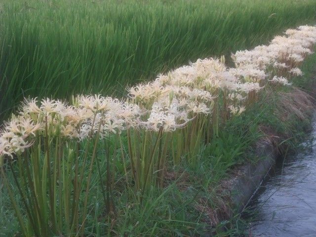 ショウキズイセンが咲き始めました