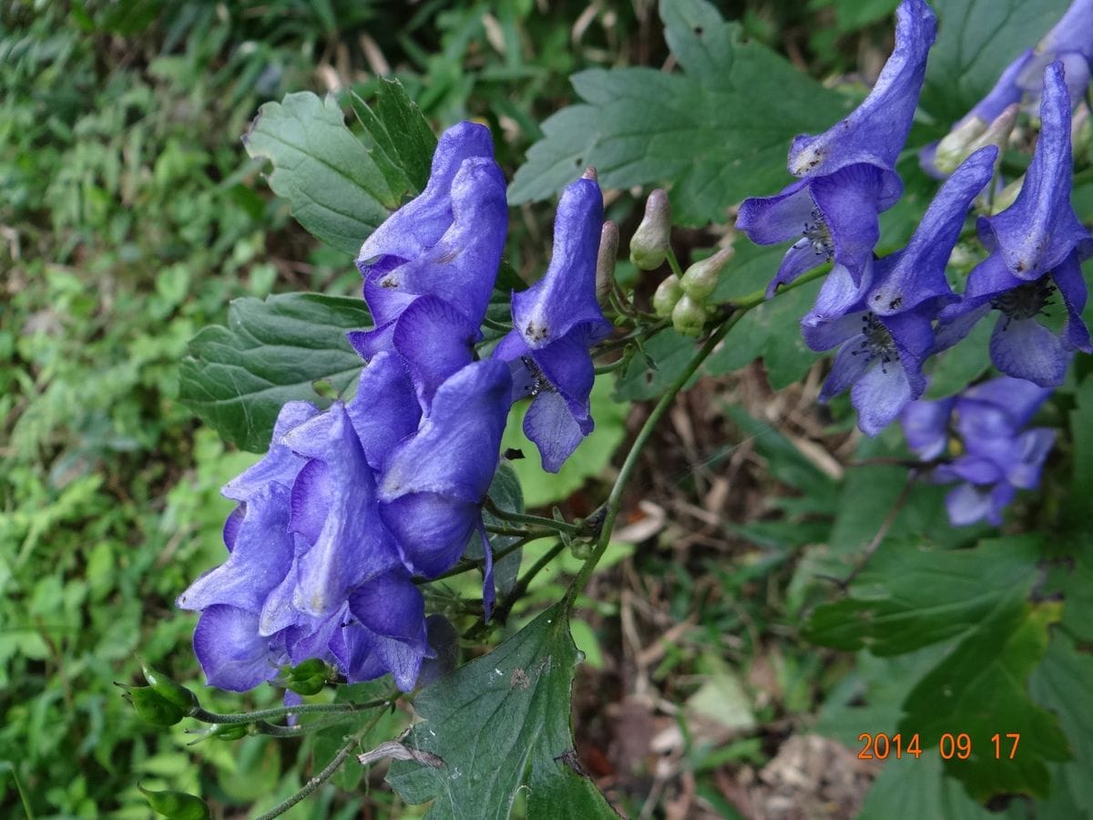 曼珠沙華とトリカブト