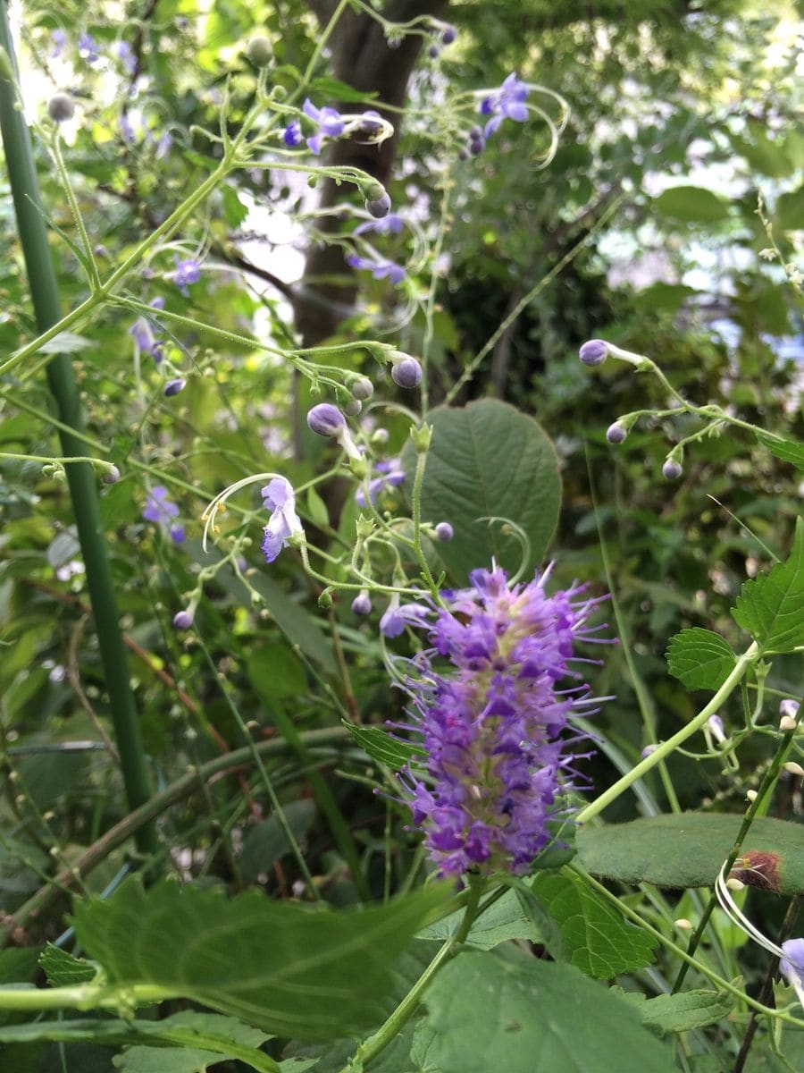 ピンク〜紫の花たち