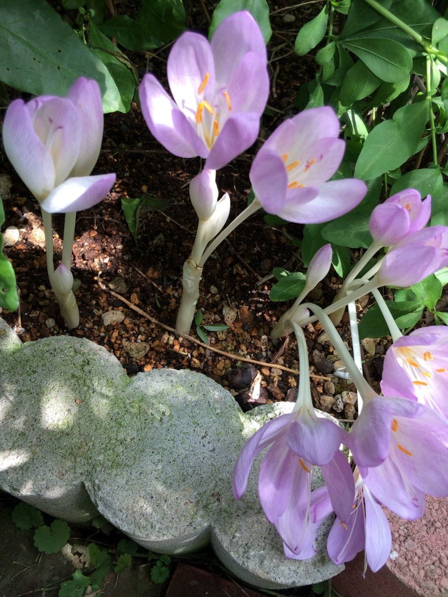 ピンク〜紫の花たち