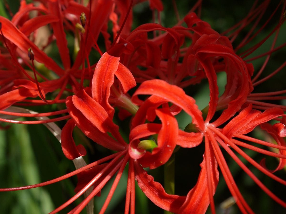 今年の曼珠沙華。