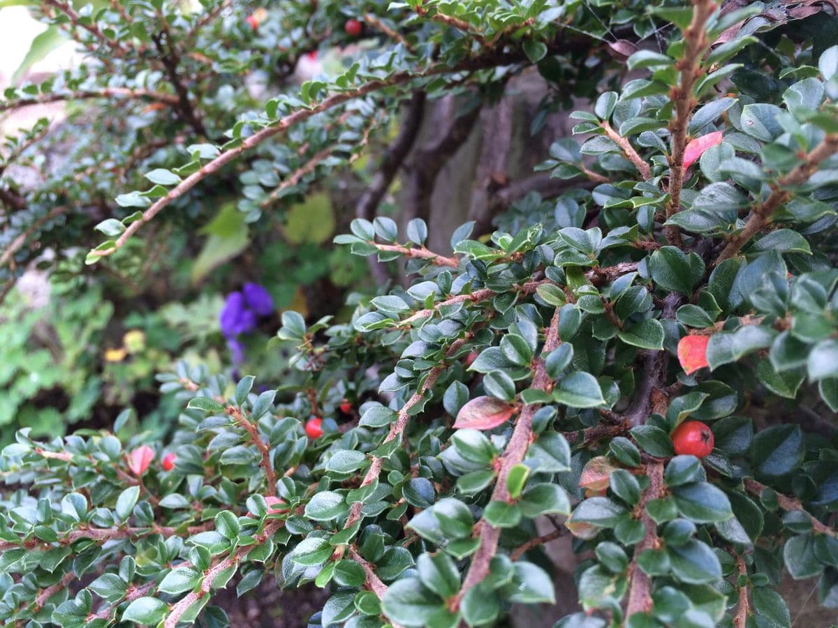 《紅紫檀とトリカブト》