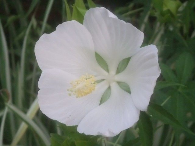 今朝の庭より･･･白い花
