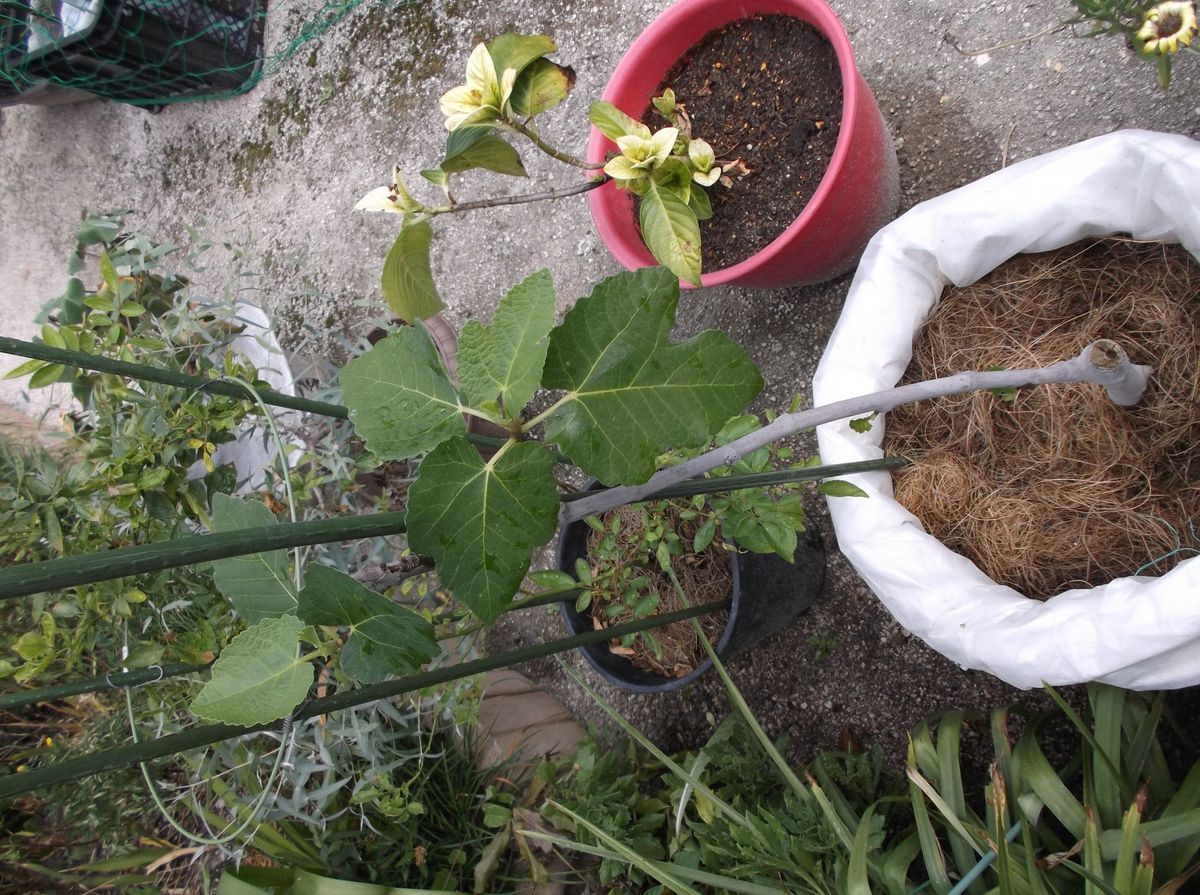 ソラマメが発芽しました☆