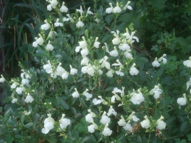 花期が長～い花たち