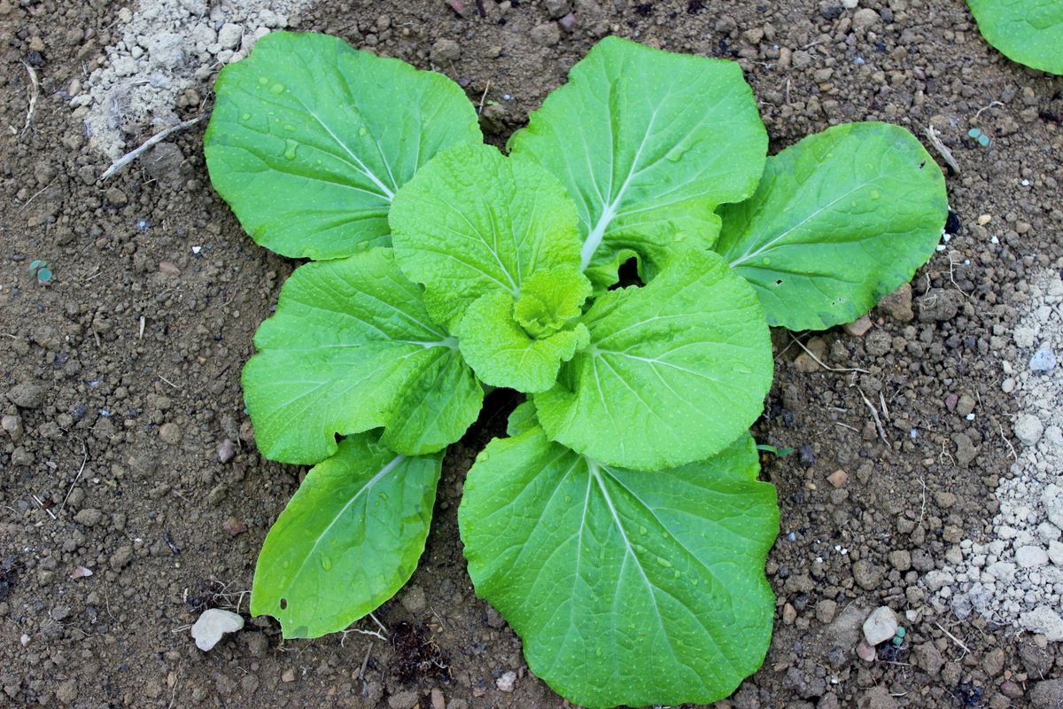 野菜たちが大きくなりました