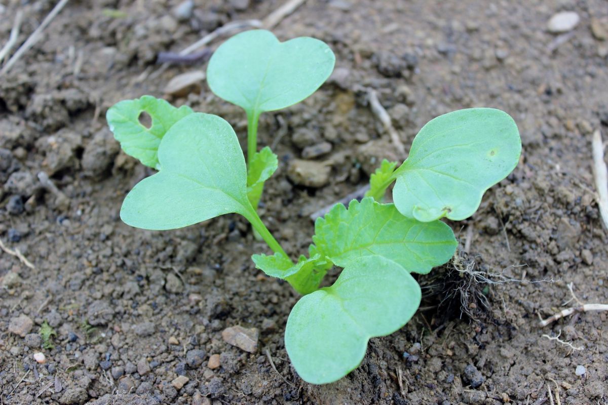 野菜たちが大きくなりました