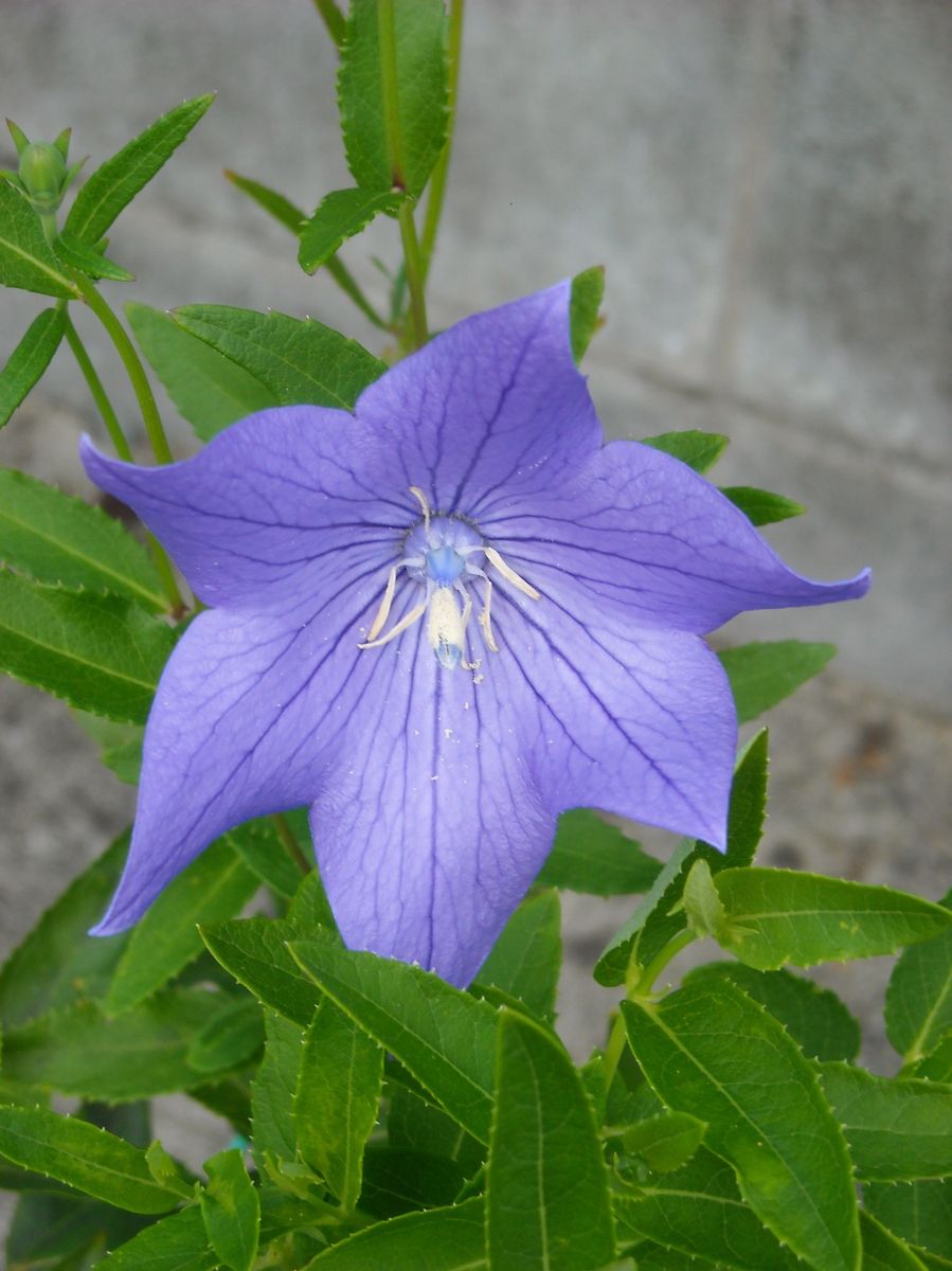 6枚花、キキョウ。