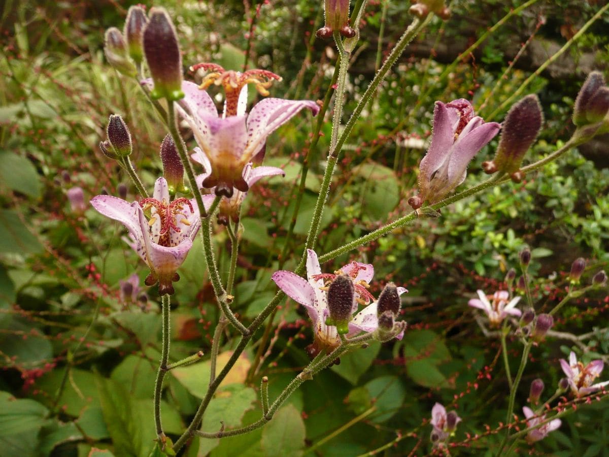 ビオラの芽