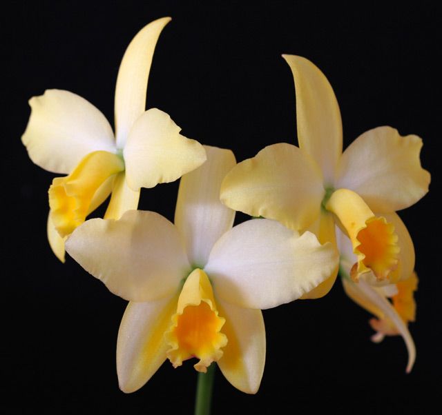 Rchg. Smart Lady 'Spring Crystal'