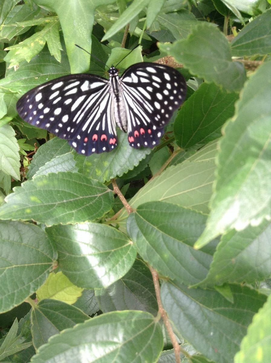 散歩！昆虫編    カマキリにガンつけられた！