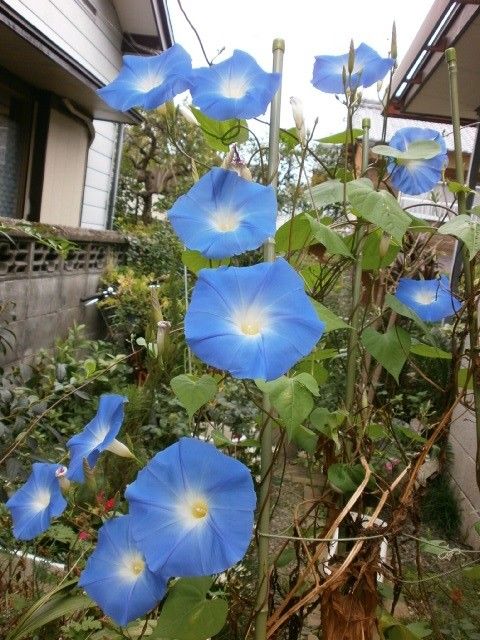 庭の花