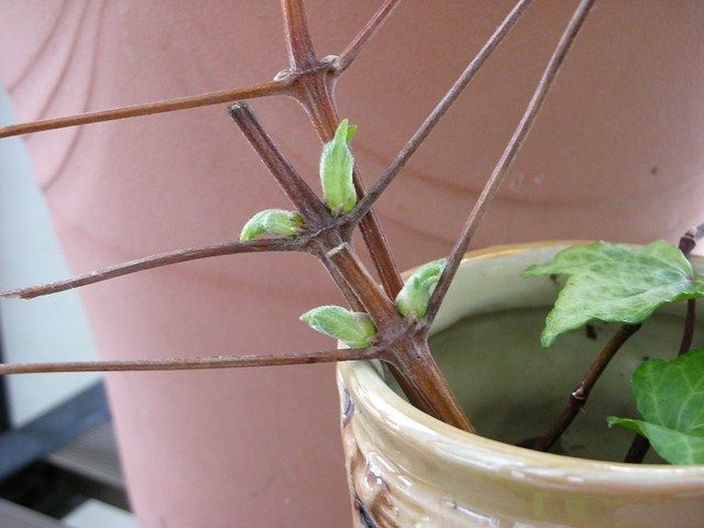 我が家の今の植栽達～～