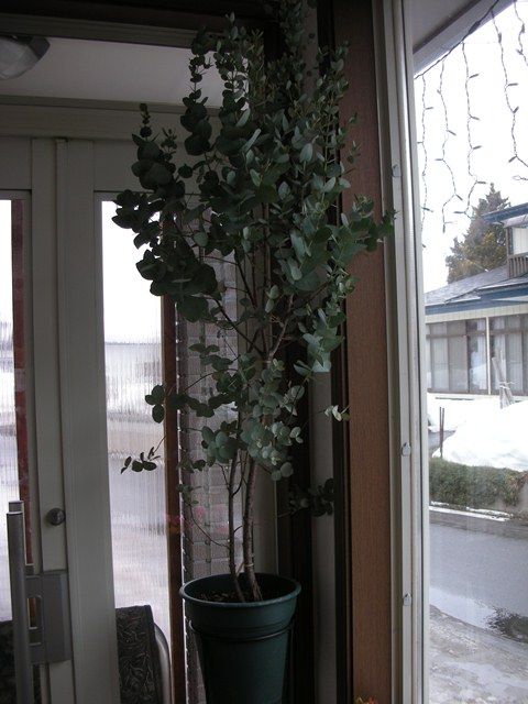 我が家の今の植栽達～～