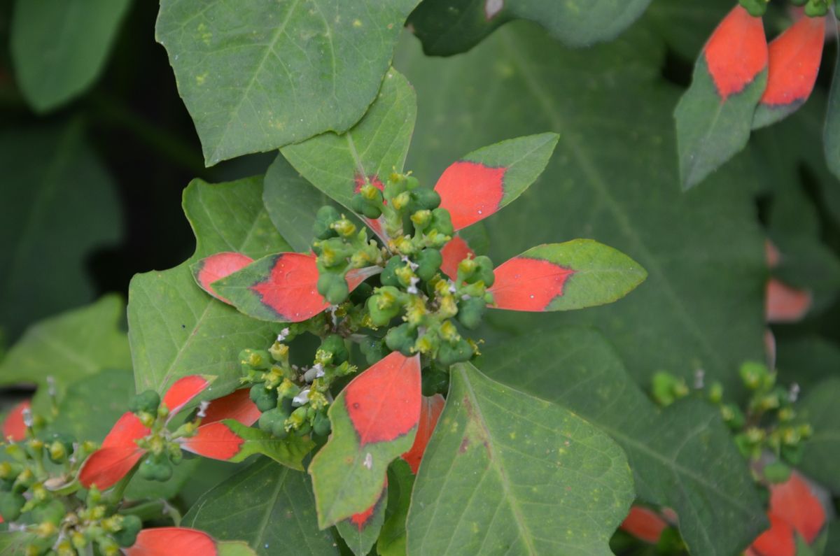 初めてです、この花？or 葉？