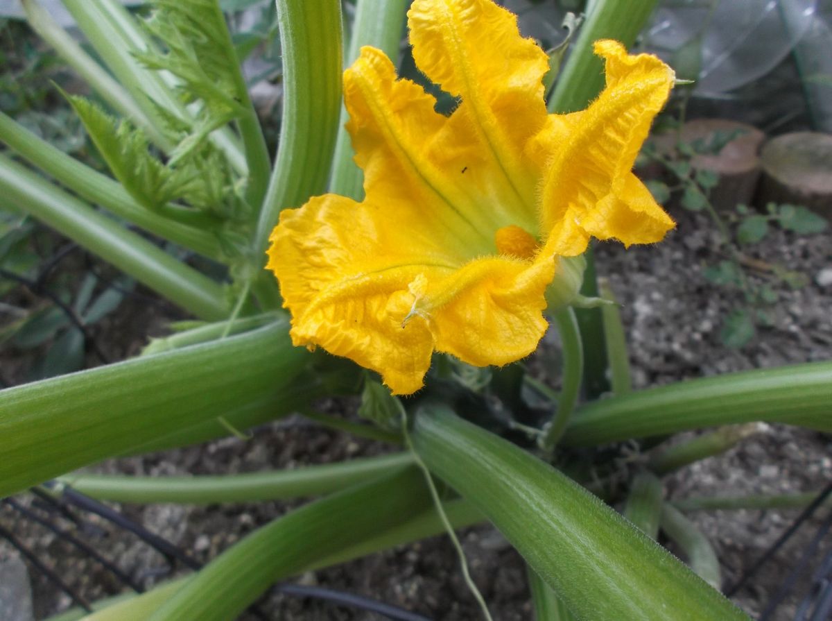 ズッキーニの花が咲いたよヽ(´▽｀)/