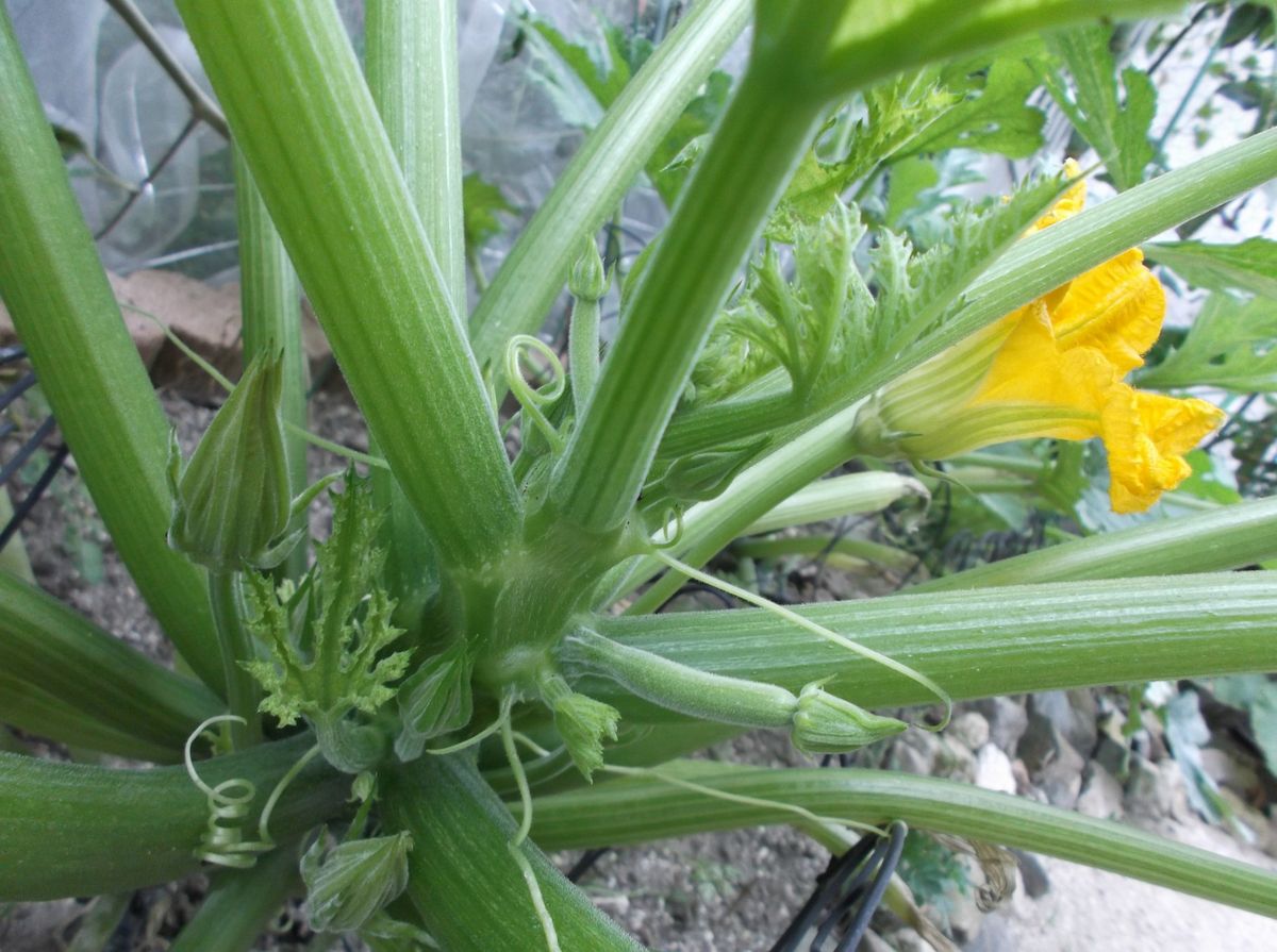 ズッキーニの花が咲いたよヽ(´▽｀)/