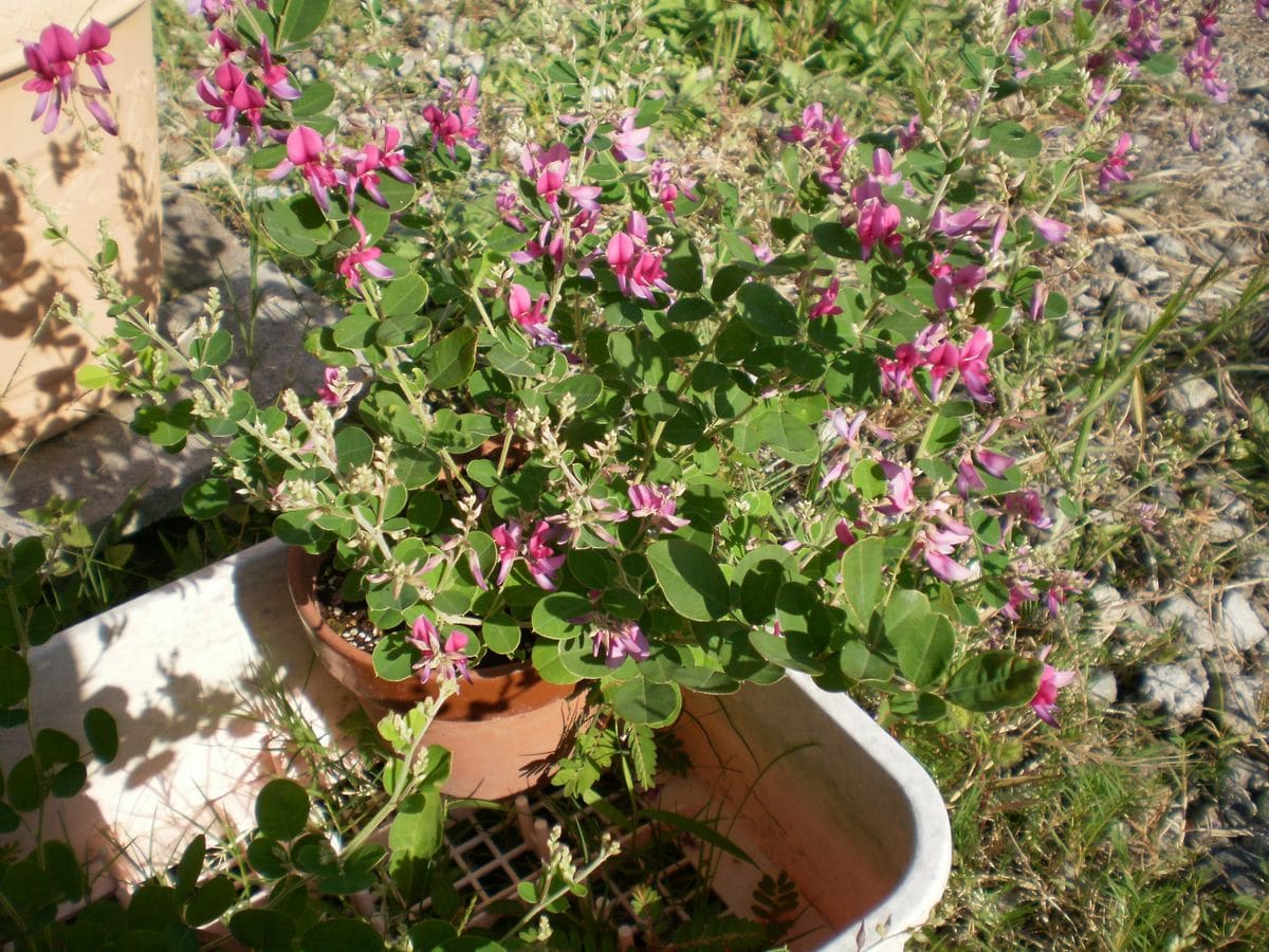 ハギの花咲き乱れる