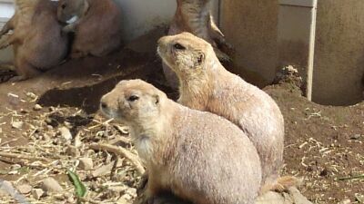 リクガメの餌は…多肉!?