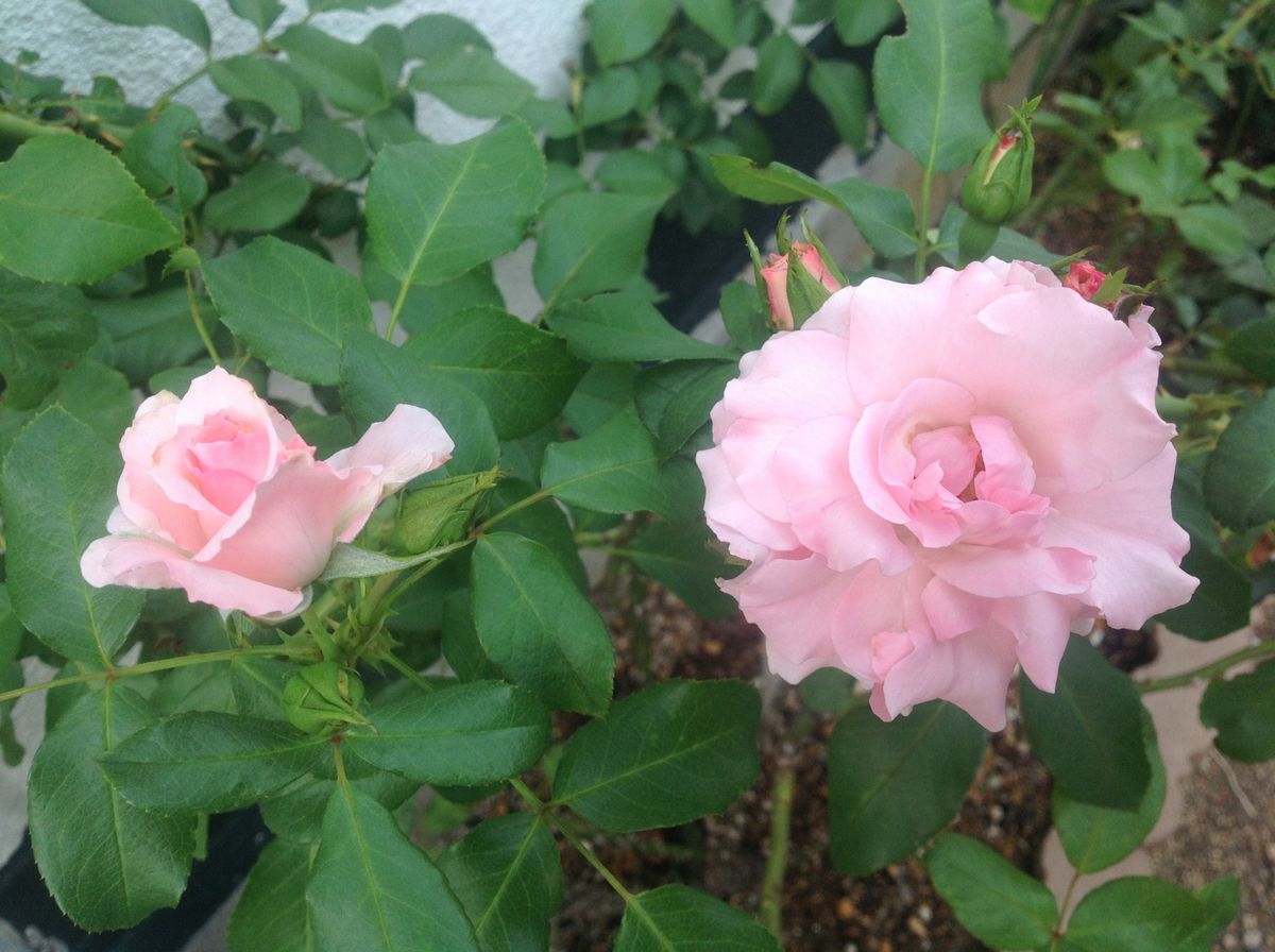 今日の薔薇と園芸作業 !