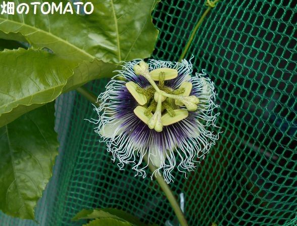 今年二度目の開花！