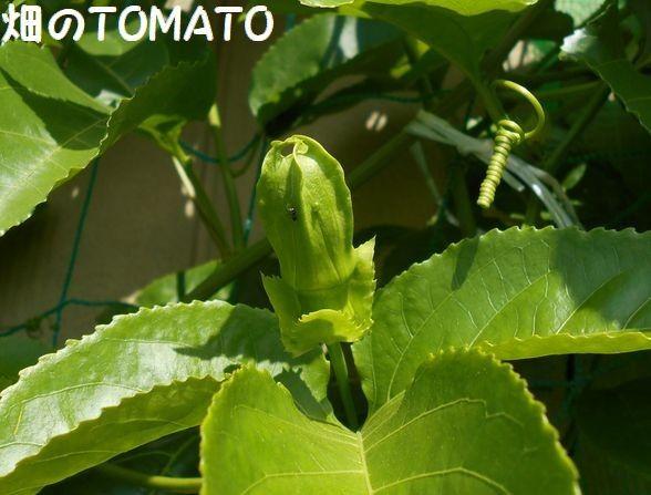 今年二度目の開花！