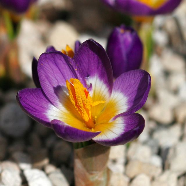 Crocus sieberi 'Tricolor'