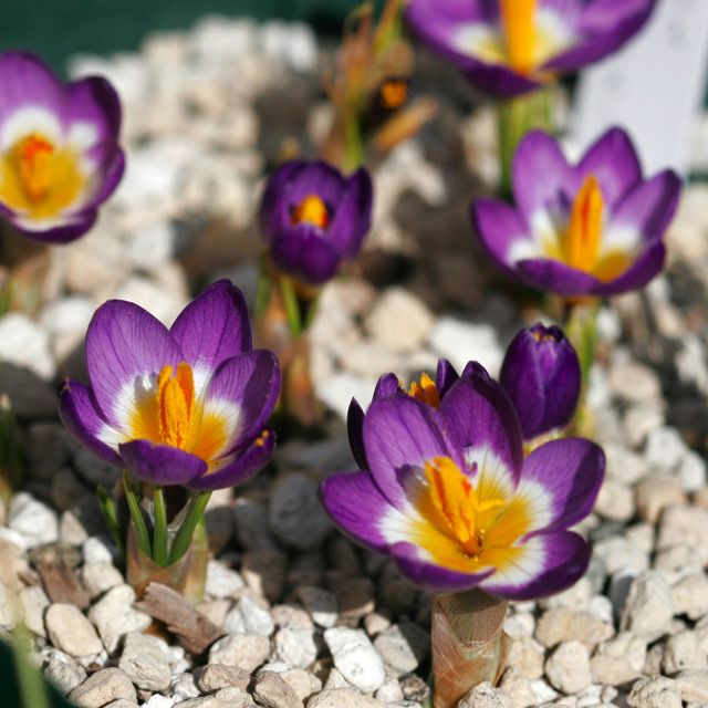 Crocus sieberi 'Tricolor'