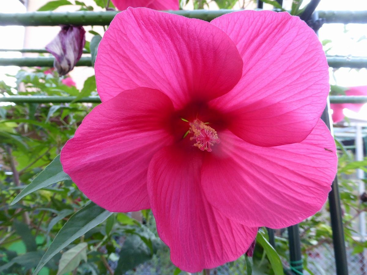 真夏の花だけど、、、、。