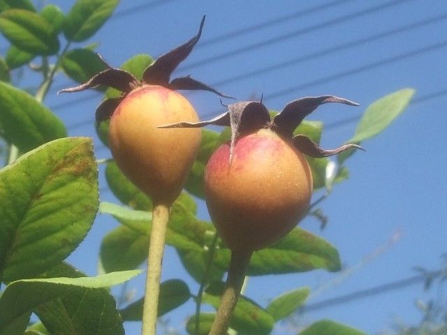 今日のバラ③