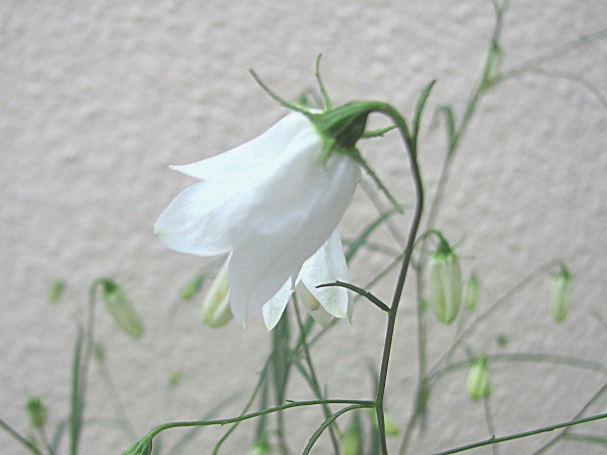 白い花のイワシャジン