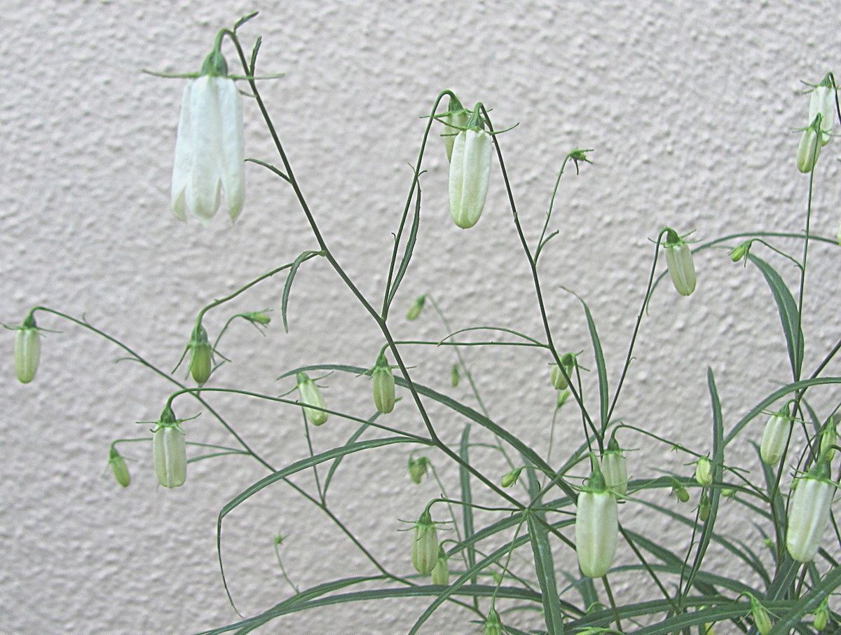 白い花のイワシャジン