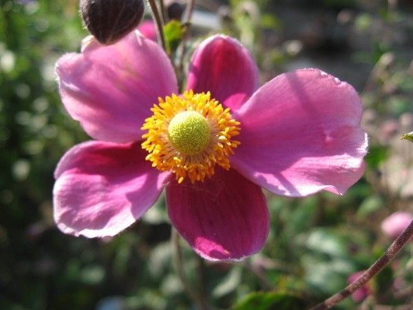 秋明菊　花びらかと思ったら萼片なんですね