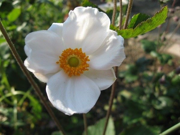 秋明菊　花びらかと思ったら萼片なんですね