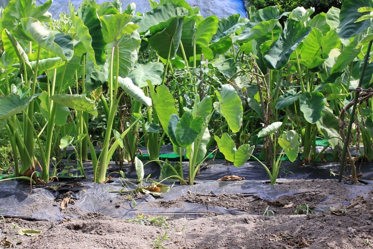 夏野菜畑の始末は少しずつ…