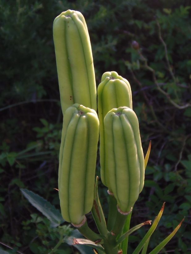 花と昆虫